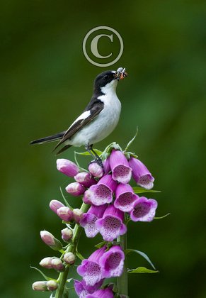 Male Pied Flycatche DMO888